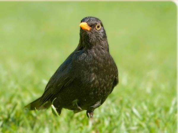 MyTrack Vogelpfad