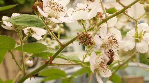 MyTrack Bienenpfad Zürich-Albisrieden