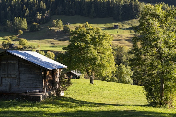 Baumspaziergang Ernen