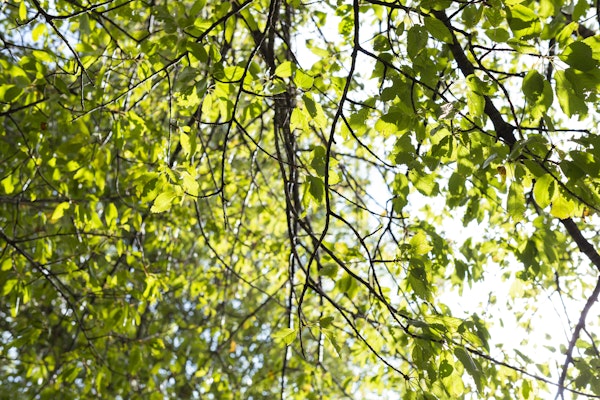 Baumspaziergang Grengiols - Bister